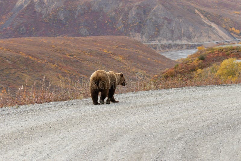 Orso grizzen su strada in Alaska in autunno