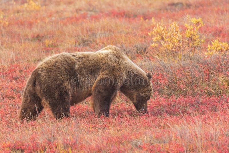 Orso Grizzly sul Tundra in autunno