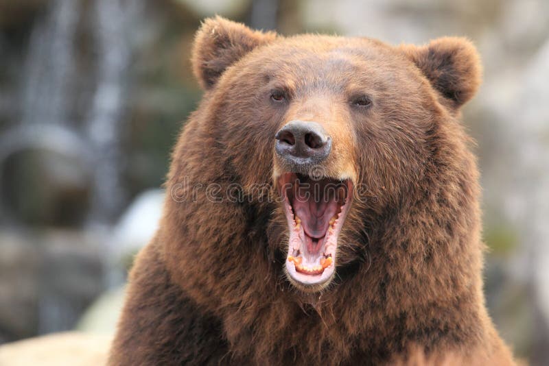 Orso bruno di Kamchatka immagini stock libere da diritti