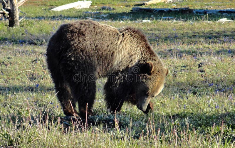 Orso maschio dell'orso grigio che scava per l'alimento accanto al lago Yellowstone sul lato est del parco nazionale di Yellowston fotografia stock Orso maschio dell'orso grigio che scava per l'alimento accanto al lago Yellowstone sul lato est del parco nazionale di Yellowston fotografia stock