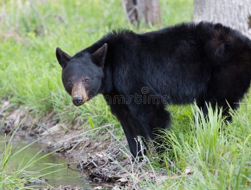 Orso nero fotografie stock libere da diritti Orso nero fotografie stock libere da diritti