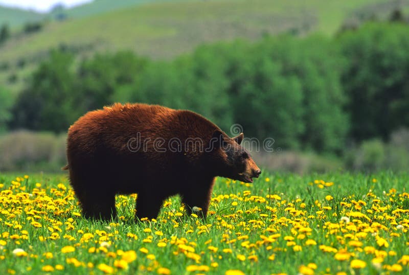 Orso nero in denti di leone immagini stock Orso nero in denti di leone immagini stock