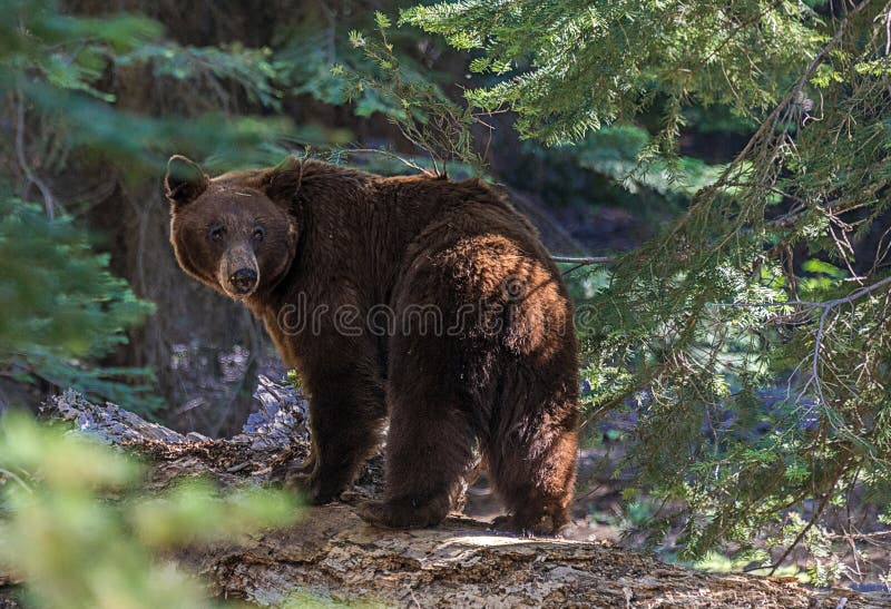 Orso nero nel parco nazionale della sequoia