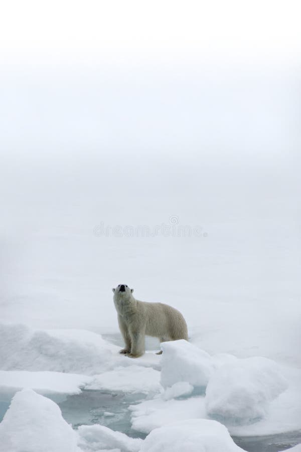 Orso polare Orso polare