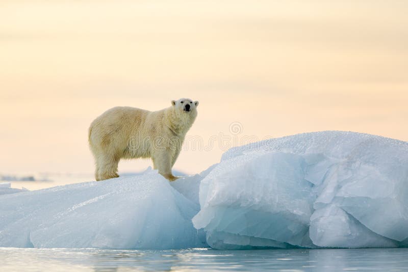 Orso polare immagine stock Orso polare immagine stock
