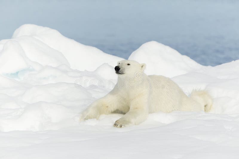 Orso polare alle Svalbard fotografie stock libere da diritti Orso polare alle Svalbard fotografie stock libere da diritti
