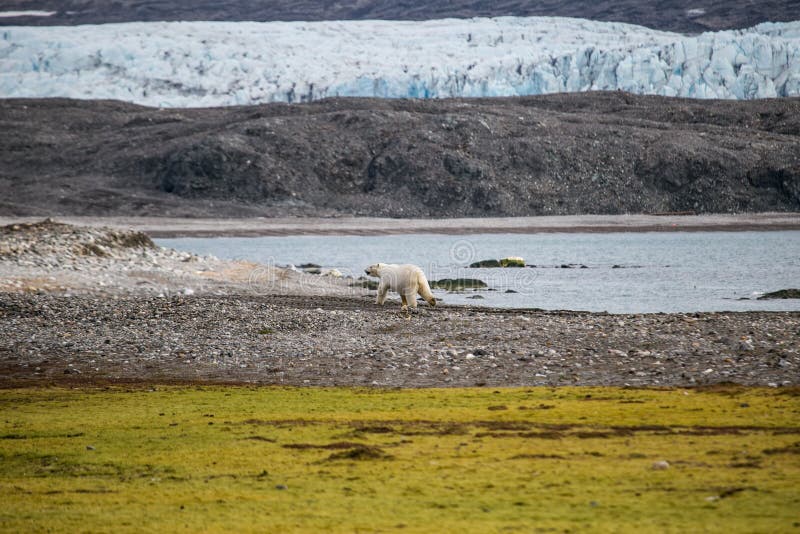Orso polare in Artide immagini stock libere da diritti Orso polare in Artide immagini stock libere da diritti