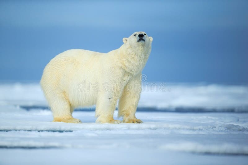 Orso polare, bestia di sguardo pericolosa sul ghiaccio con neve in Russia del nord