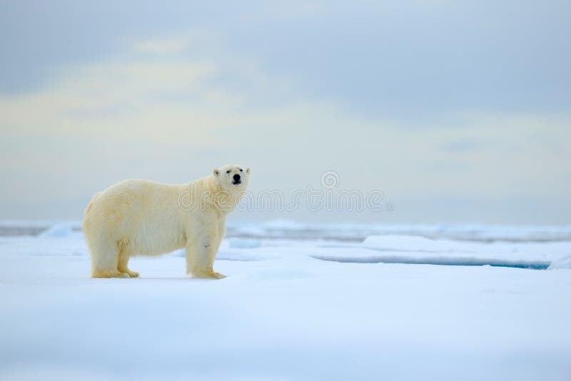 Orso polare, bestia di sguardo pericolosa sul ghiaccio con neve in Russia del nord, habitat della natura