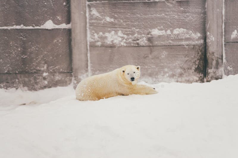Orso polare bianco nella foresta della neve fotografia stock Orso polare bianco nella foresta della neve fotografia stock
