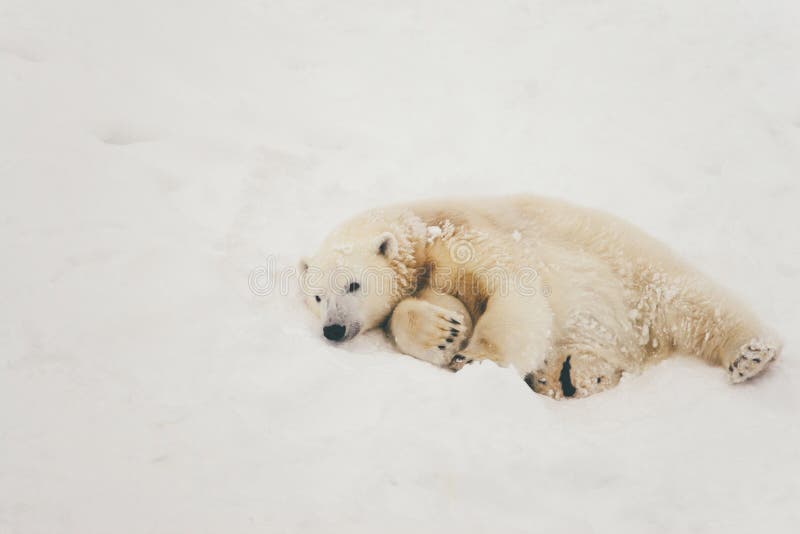 Orso polare bianco nella foresta della neve immagine stock libera da diritti Orso polare bianco nella foresta della neve immagine stock libera da diritti