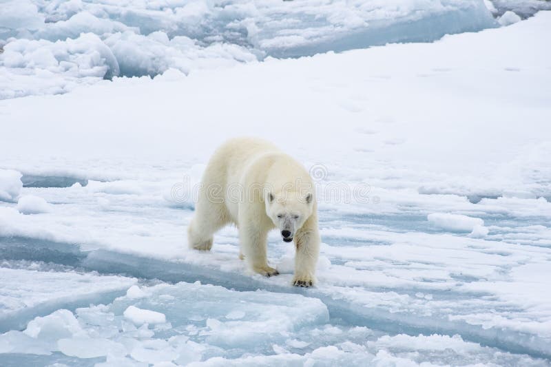 Orso polare che cammina in un'Artide