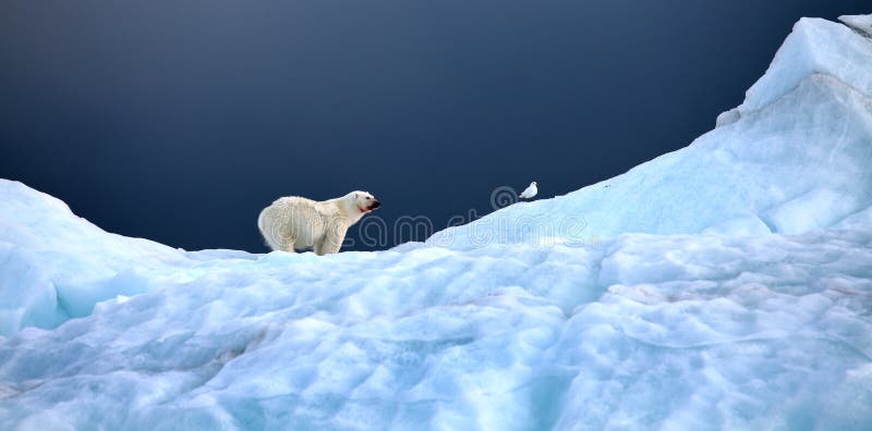 Orso polare e gabbiano di avorio