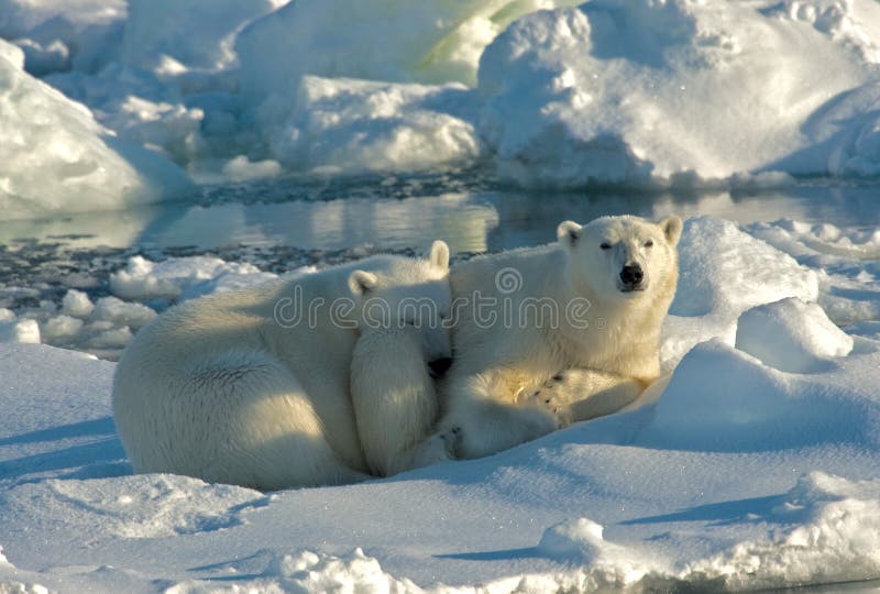 Orso polare, IJsbeer, ursus maritimus fotografie stock libere da diritti Orso polare, IJsbeer, ursus maritimus fotografie stock libere da diritti