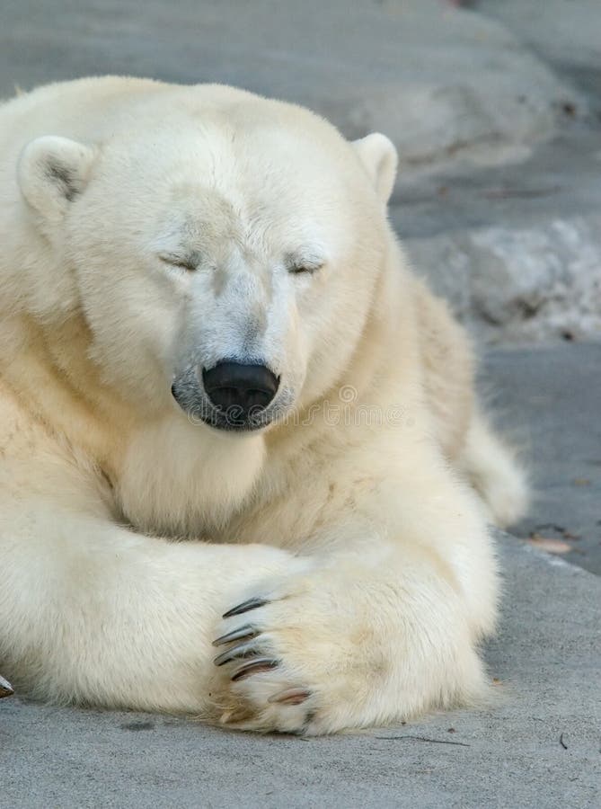 Orso polare sonnolento Orso polare sonnolento