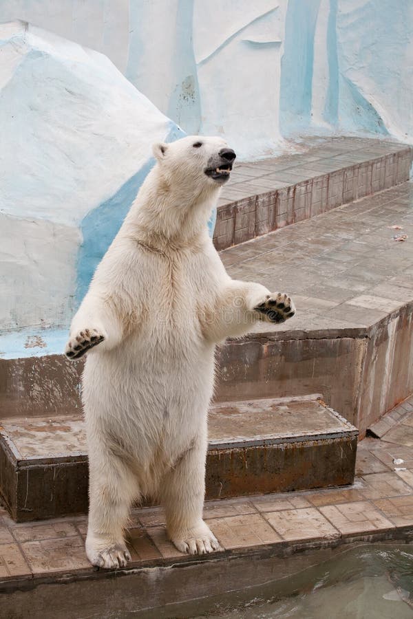 Orso polare in un giardino zoologico immagine stock libera da diritti Orso polare in un giardino zoologico immagine stock libera da diritti