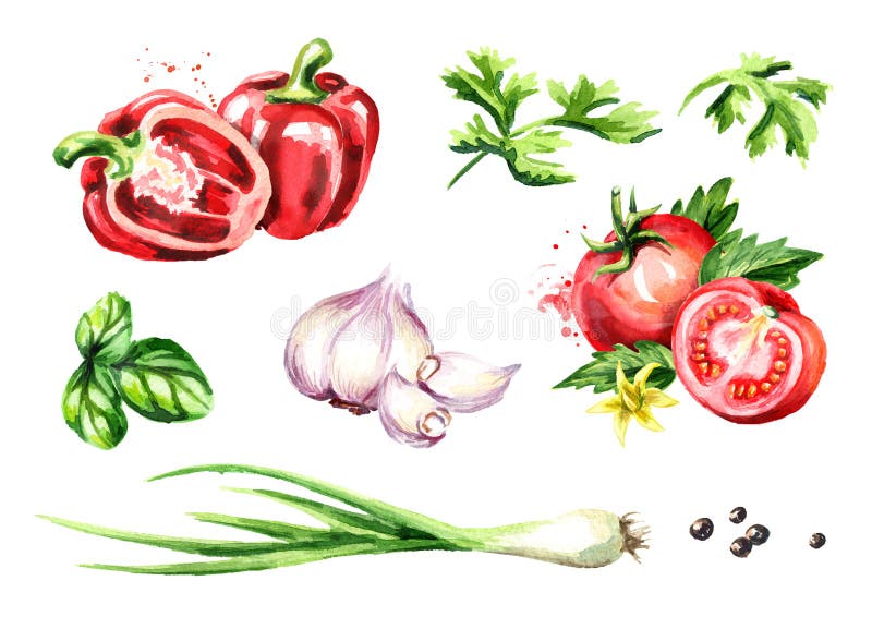 Ortaggi freschi ed erbe messi Illustrazione disegnata a mano dell'acquerello, isolata su fondo bianco illustrazione di stock Ortaggi freschi ed erbe messi Illustrazione disegnata a mano dell'acquerello, isolata su fondo bianco illustrazione di stock