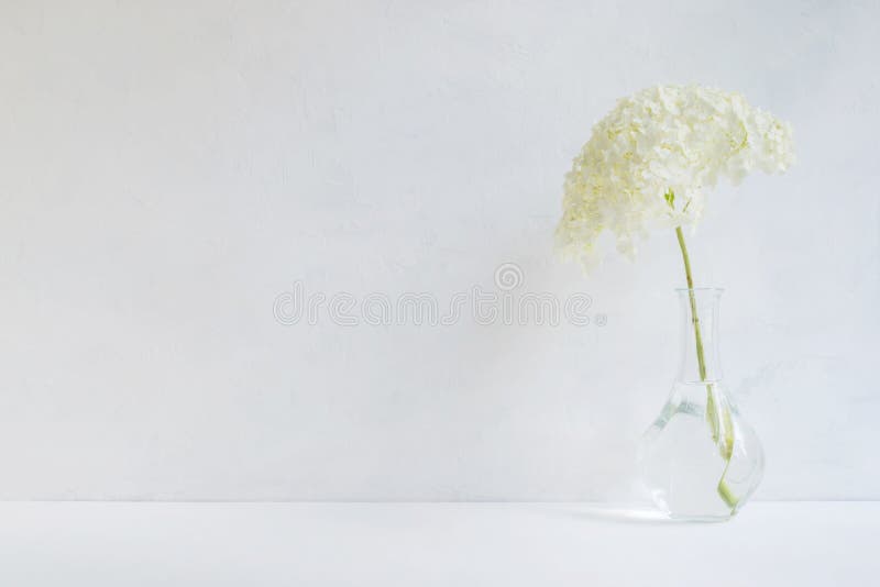 Ortensia del fiore bianco in un vaso fotografia stock libera da diritti Ortensia del fiore bianco in un vaso fotografia stock libera da diritti
