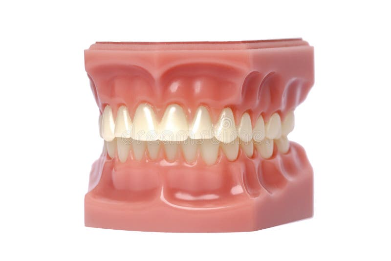 Orthodontic Model Used in Dentistry for Demonstration and Orthodontic Model Used in Dentistry for Demonstration and