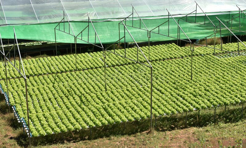 Cubi Di Coltura In Lana Di Roccia - 100 Pezzi, Per Talee E Coltura Idroponica, Sterili - Foto 12