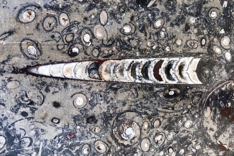 Orthoceras fossils,extinct straight-shelled cephalopods, found in Sahara Desert, Morocco, North Africa. Orthoceras fossils,extinct straight-shelled cephalopods, found in Sahara Desert, Morocco, North Africa