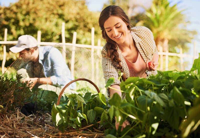 Ortofrutticoli da giardino e da donna in natura con piante destinate alla crescita e alla coltivazione. campagna agricola fotografie stock libere da diritti