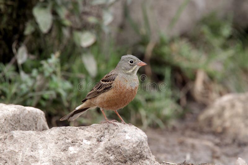 Ortolan bunting, Emberiza hortulana stock images Ortolan bunting, Emberiza hortulana stock images