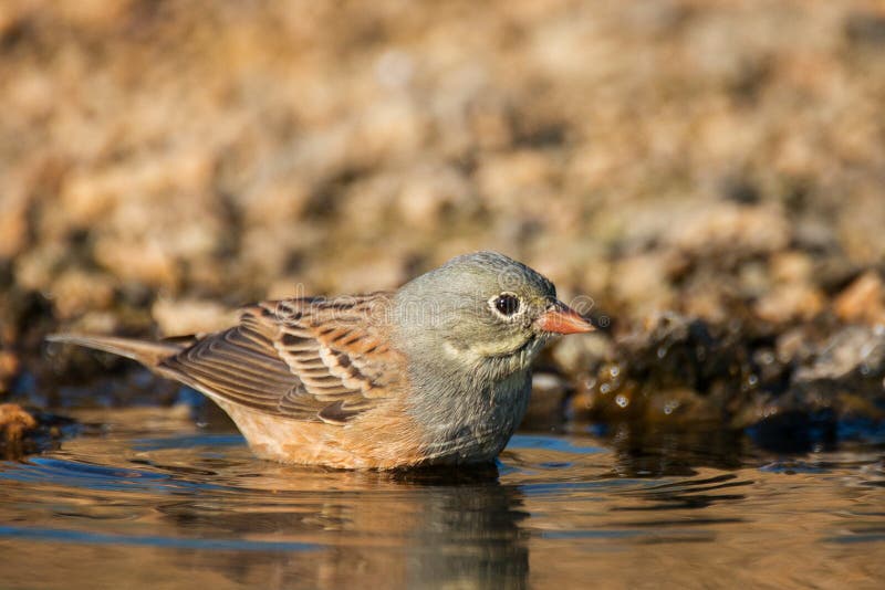 Ortolan Bunting Emberiza hortulana stands in the water royalty free stock photography Ortolan Bunting Emberiza hortulana stands in the water royalty free stock photography