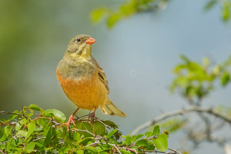 Ortolan Bunting - Emberiza hortulana stock photography Ortolan Bunting - Emberiza hortulana stock photography