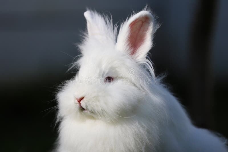 2,703 Blue Eyes Rabbit Stock Photos - Free & Royalty-Free Stock Photos from  Dreamstime