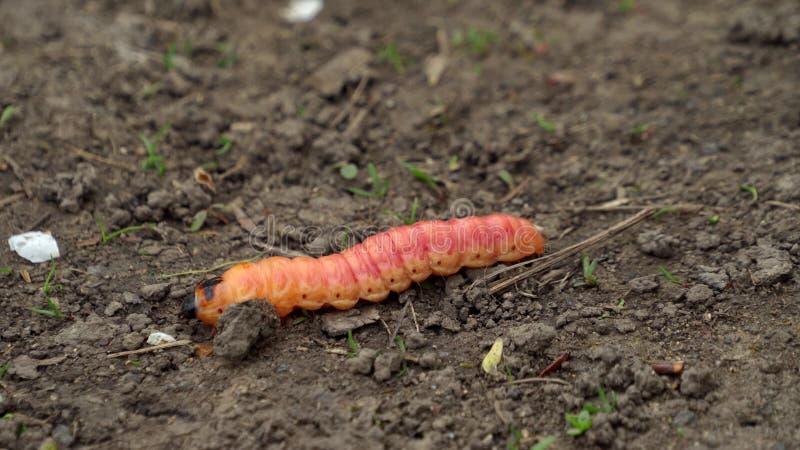 Oruga cossus de un gusano de madera olorosa o plaga de insecto sauce se arrastra en el suelo.