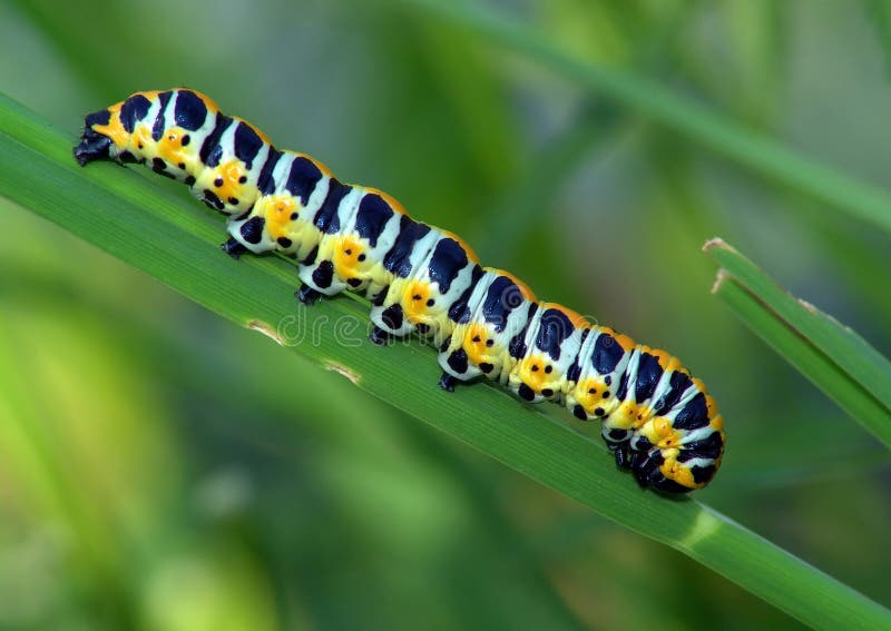 Oruga de los lactucae de Cucullia de la mariposa. fotografía de archivo Oruga de los lactucae de Cucullia de la mariposa. fotografía de archivo