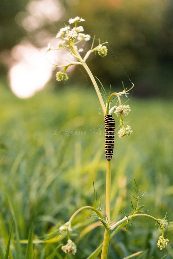 Oruga en un tallo imagen de archivo. Imagen de fauna - 232572309