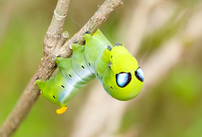 A caterpillar with false eyes looking like Alien. The purpose is to scare predators away. A caterpillar with false eyes looking like Alien. The purpose is to scare predators away