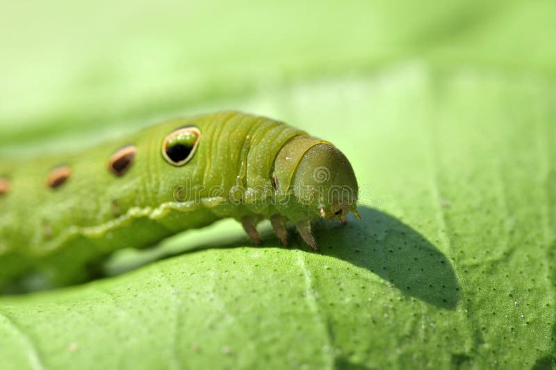 Oruga verde fotografía de archivo libre de regalías