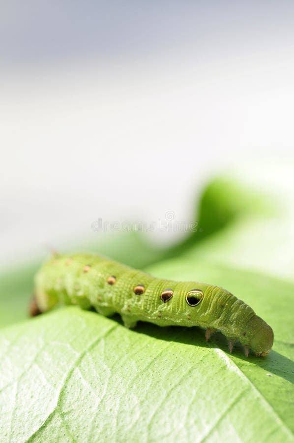 Oruga verde imagen de archivo libre de regalías