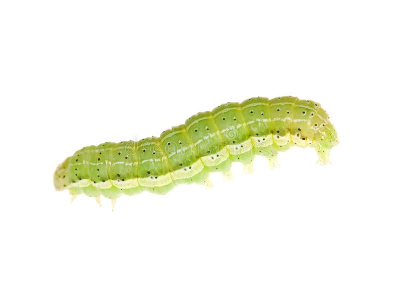 Oruga verde fotografía de archivo libre de regalías