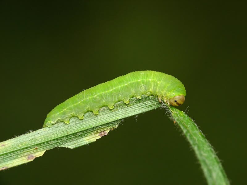 Oruga verde fotografía de archivo