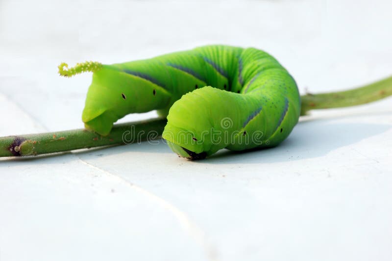 Oruga verde imágenes de archivo libres de regalías