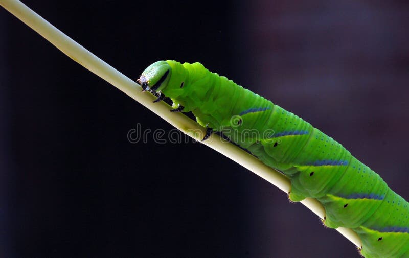 Oruga verde imagen de archivo libre de regalías