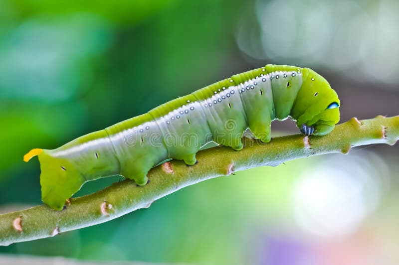 Oruga verde fotografía de archivo libre de regalías