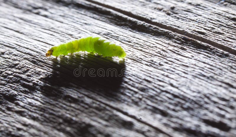 Oruga Verde fotos de archivo