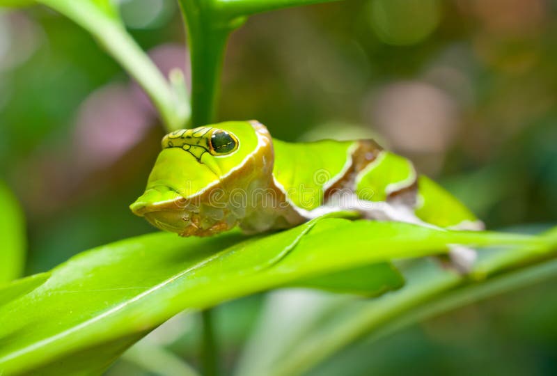 Oruga verde imágenes de archivo libres de regalías