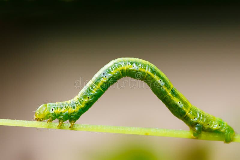 Oruga verde imagen de archivo