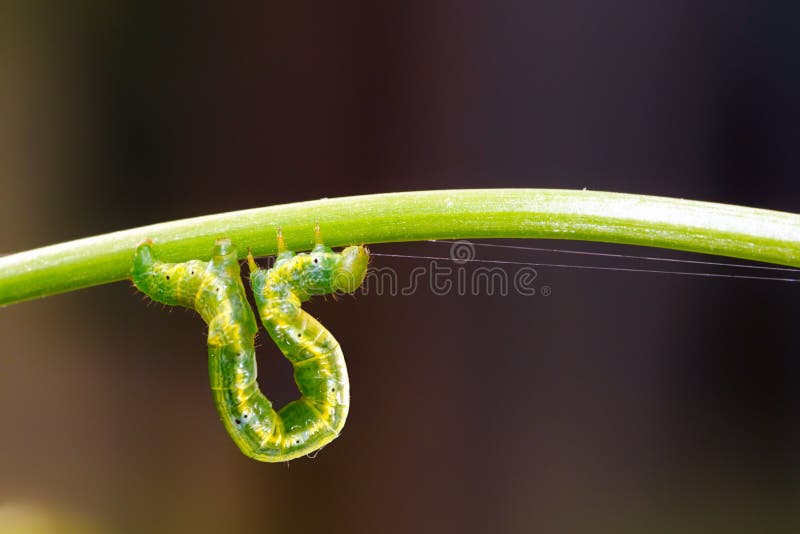 Oruga verde imagen de archivo