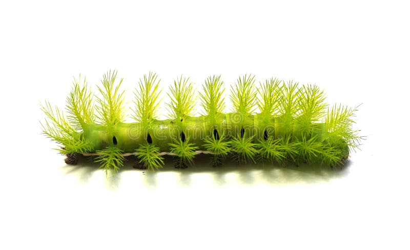 Oruga Verde Aterradora imágenes de archivo libres de regalías