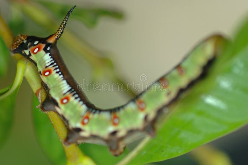 Oruga verde en la hoja fotografía de archivo