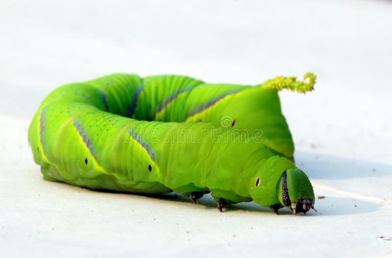Oruga verde grande foto de archivo libre de regalías