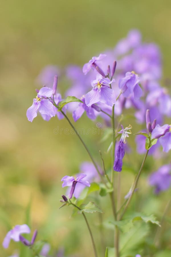 Orychophragmus violaceus