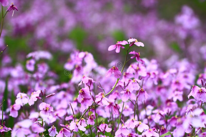 Orychophragmus violaceus